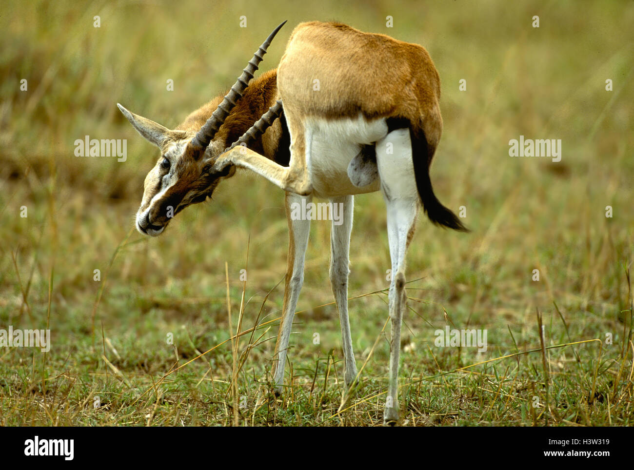 Thomson’s gazelle (Eudorcas thomsonii Stock Photo - Alamy