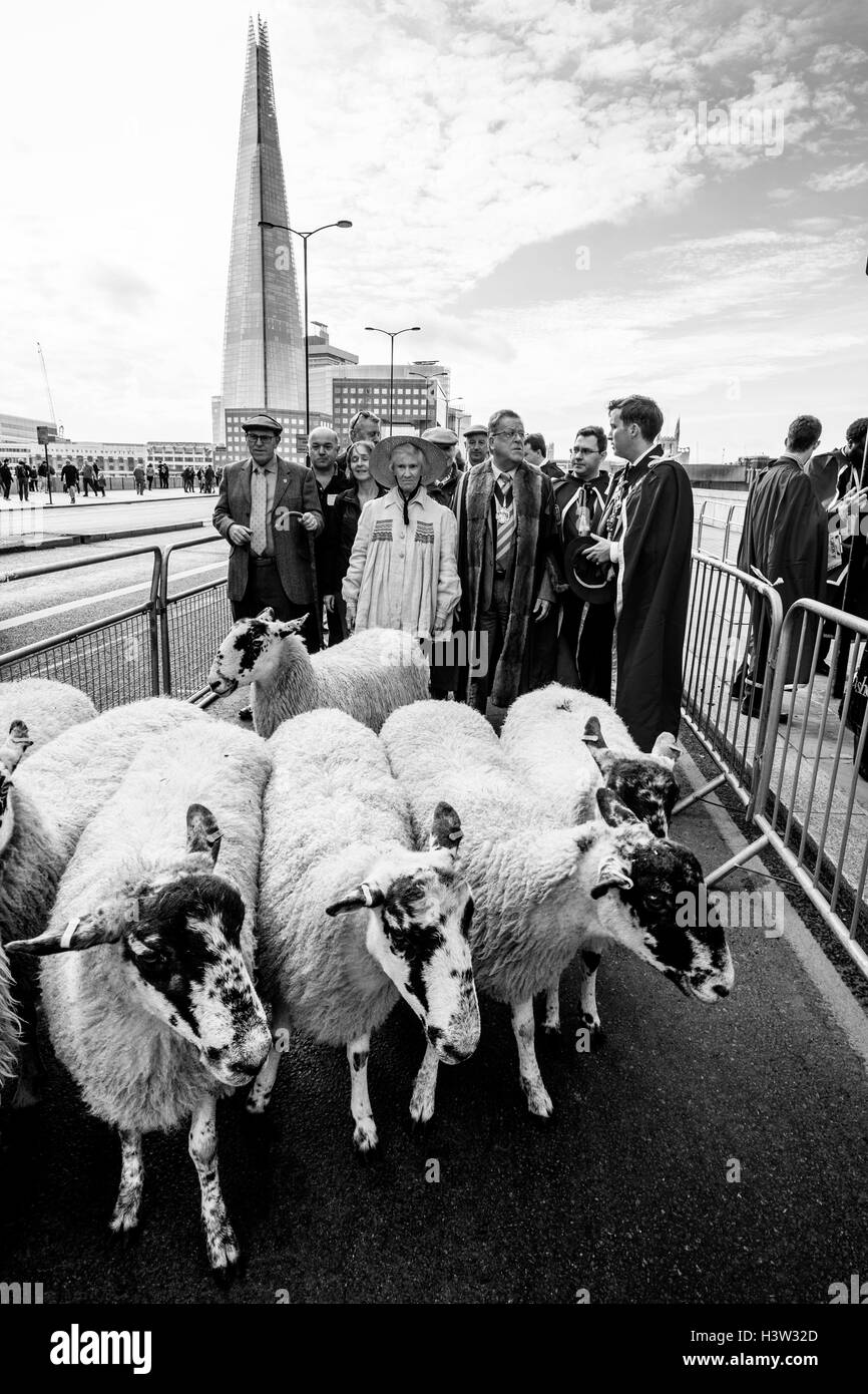 The Worshipful Company Of Woolmen's Annual Sheep Drive Across London ...