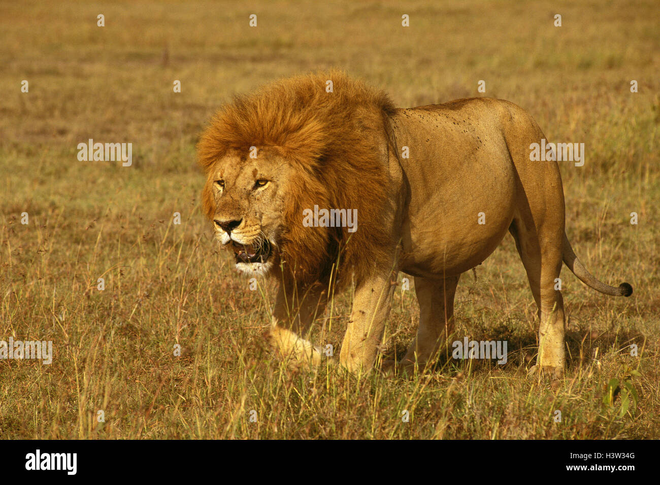 African lion (Panthera leo Stock Photo - Alamy