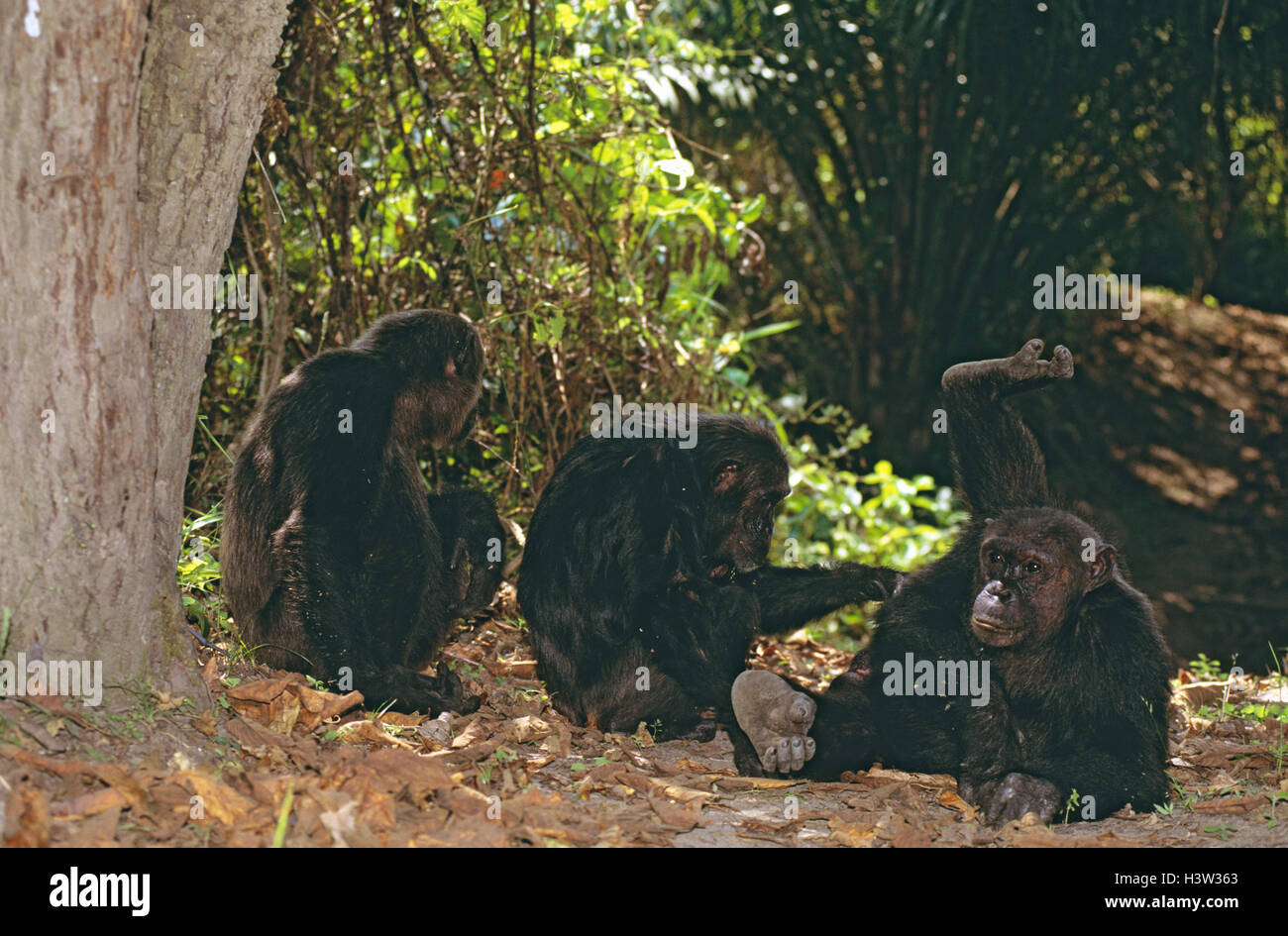 Common chimpanzee (Pan troglodytes schweinfurthii) Stock Photo