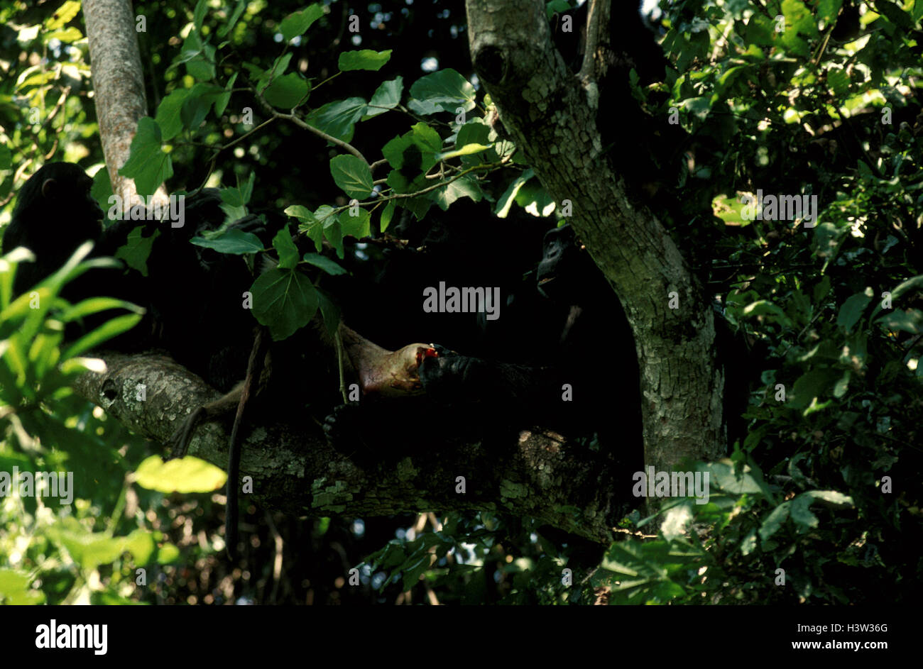 Common chimpanzees (Pan troglodytes schweinfurthii) Stock Photo