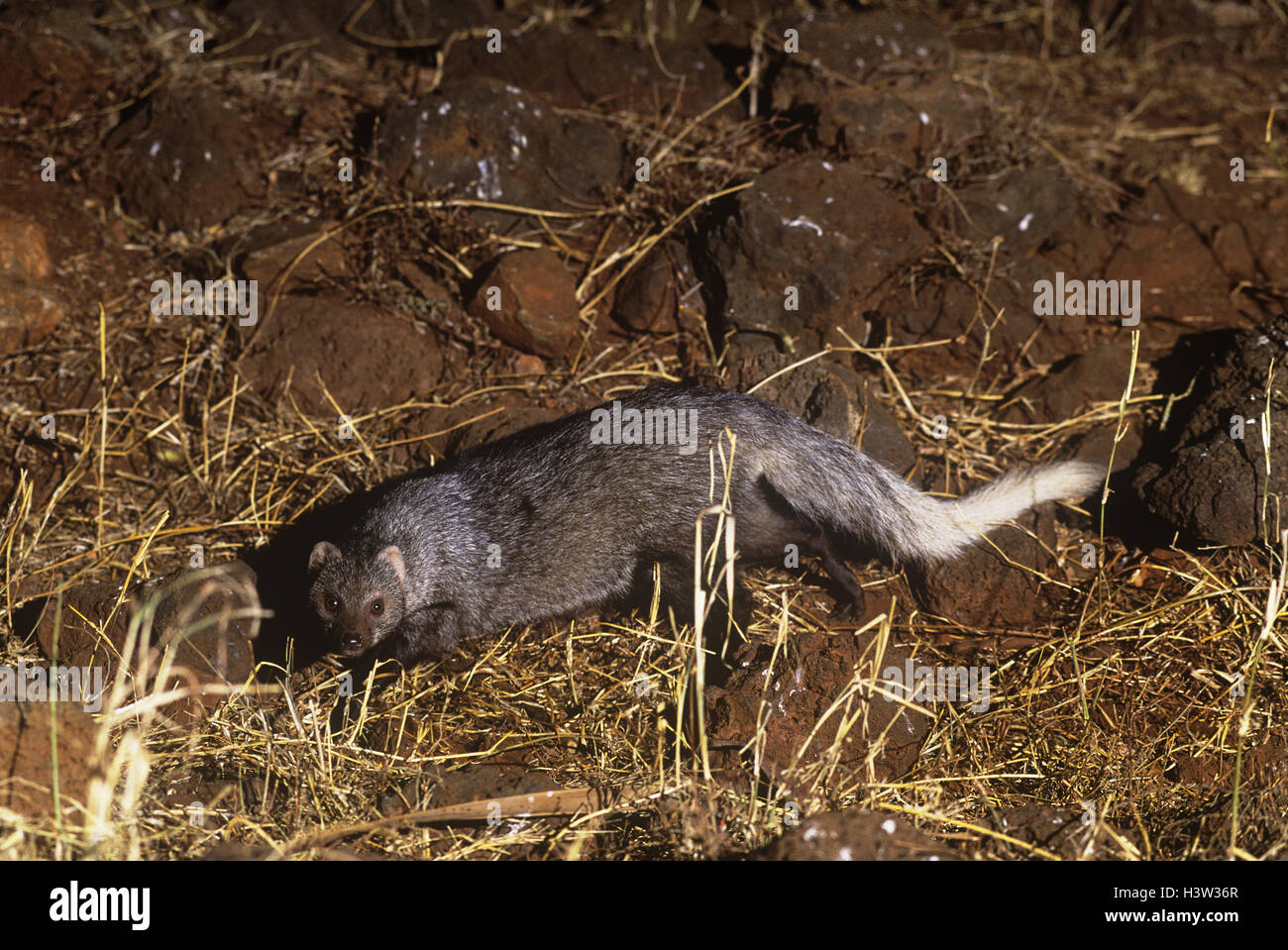 White Tailed Mongoose High Resolution Stock Photography And Images Alamy White Tailed Mongoose High Resolution Stock Photography And Images Alamy