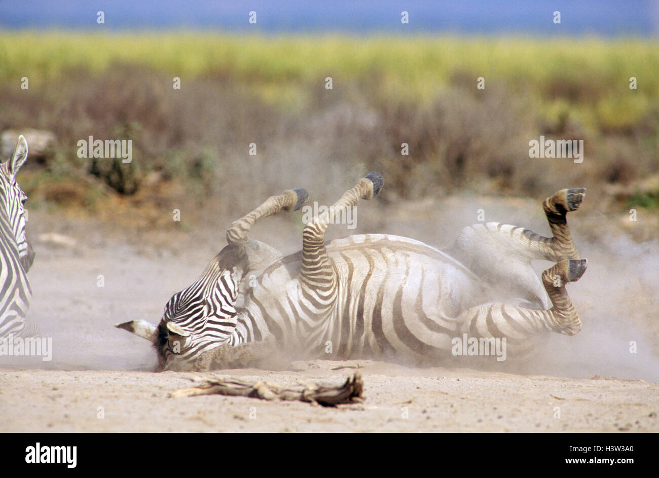 Grant's zebra (Equus quagga boehmi Stock Photo - Alamy