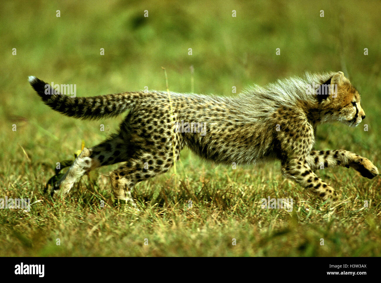 Cheetah (Acinonyx jubatus Stock Photo Alamy