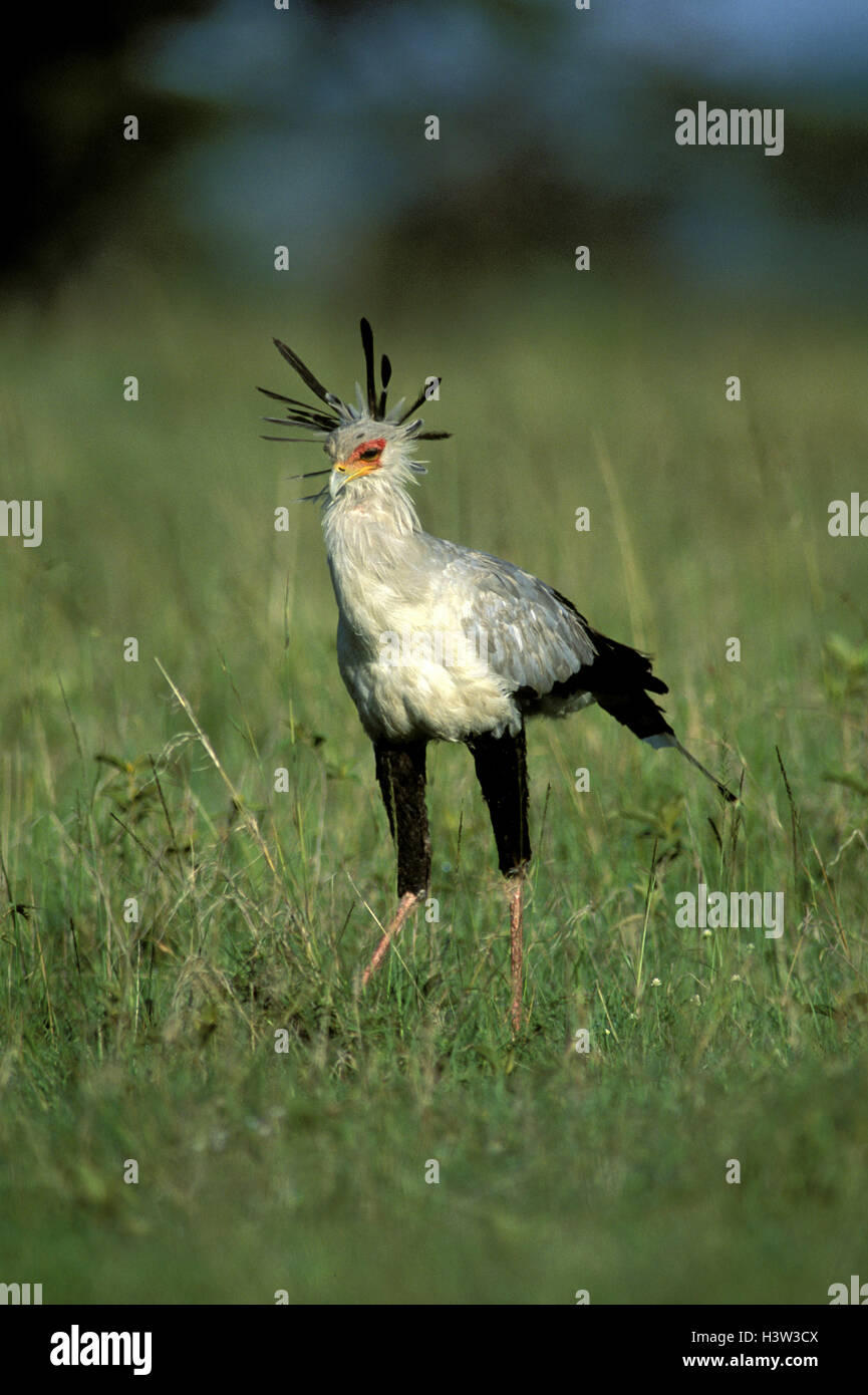 Rectrices hi-res stock photography and images - Alamy
