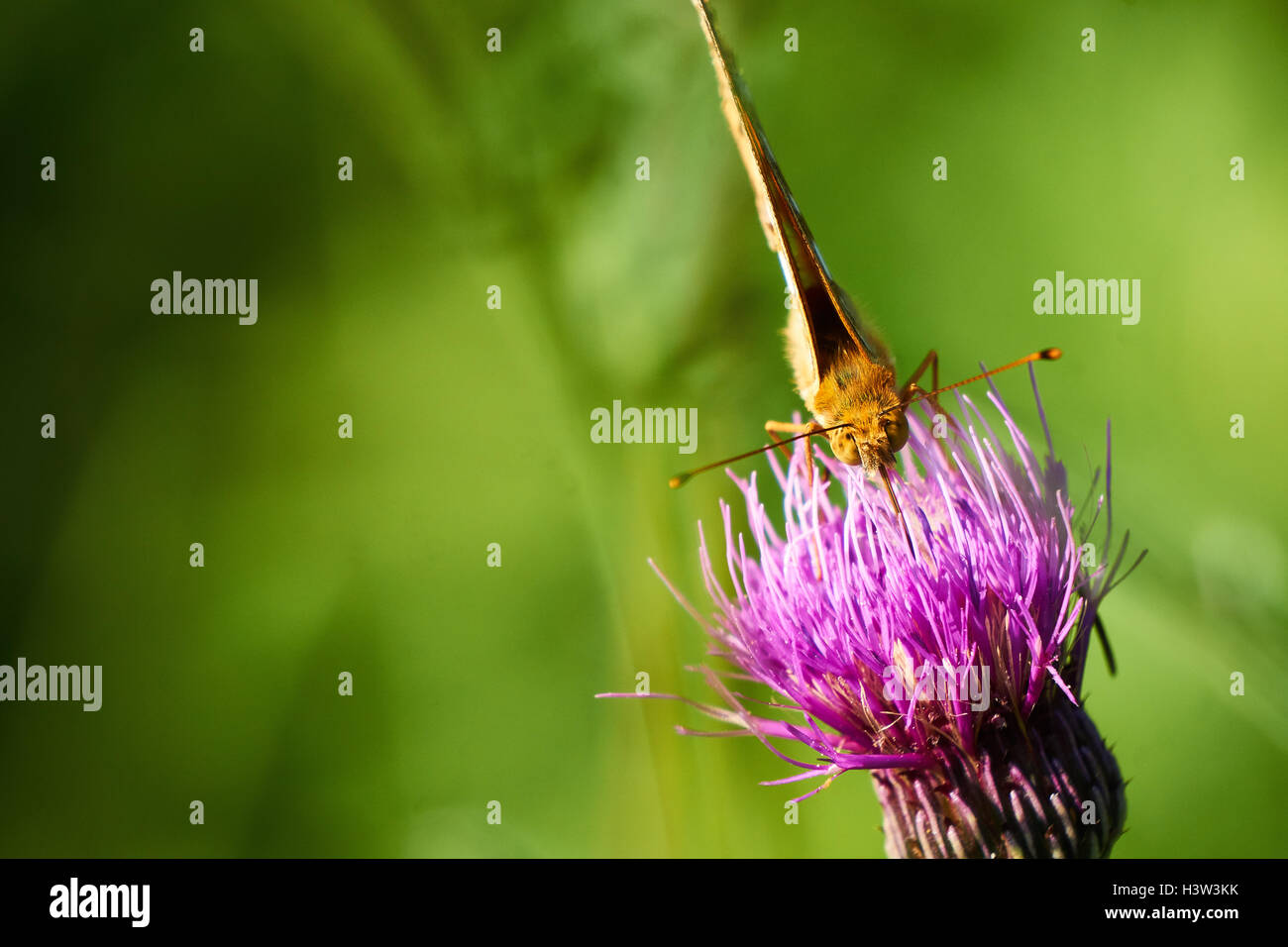 Macro image of small yellow butterfly on purple thistle. Stock Photo