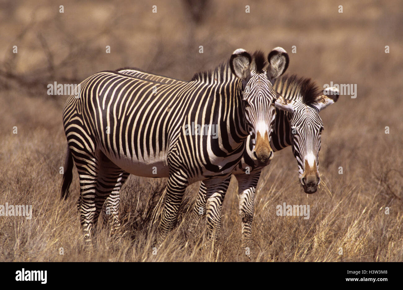 Grevy’s zebras (Equus grevyi) Stock Photo