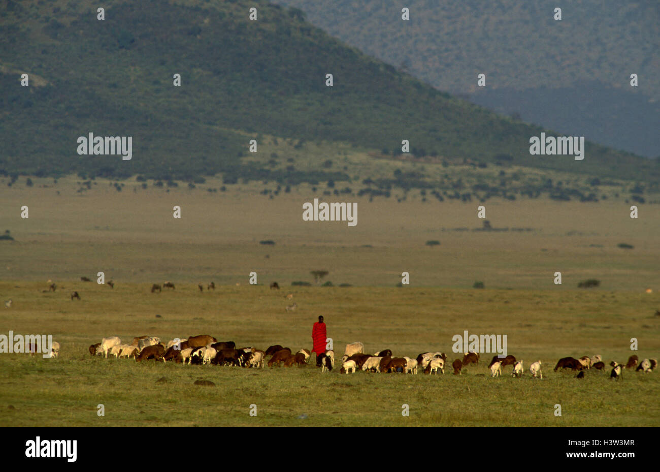 Masai herdsman with sheep, goats and cattle. Stock Photo