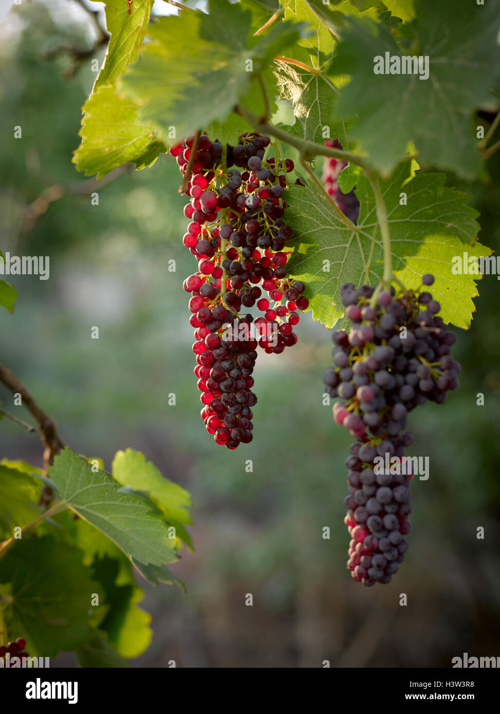 Bunch of currents hanging on grape vine ready to pick. Stock Photo