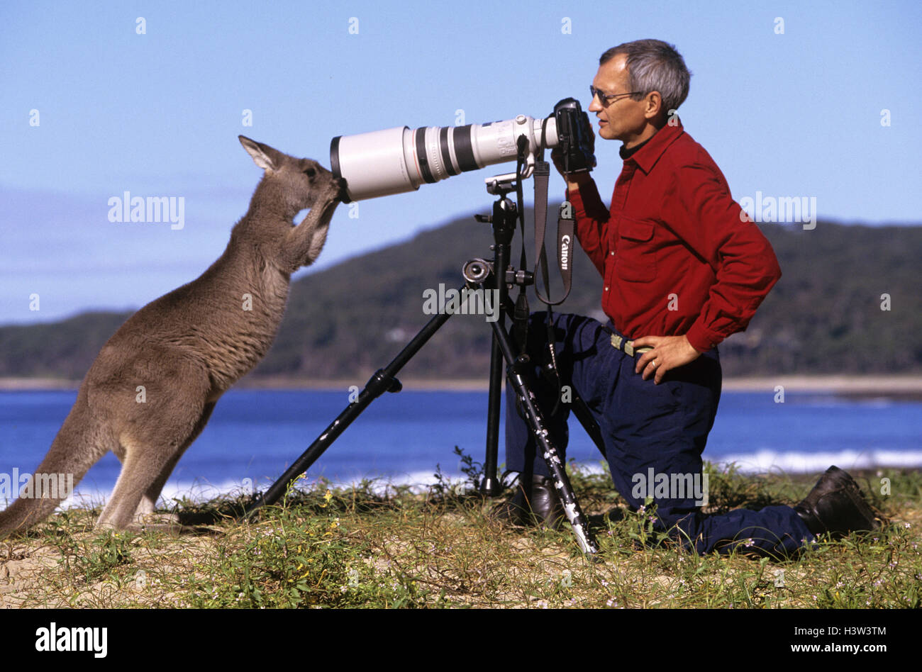 Wildlife photographer Jean-Paul Ferrero, with an Eastern grey kangaroo looking into camera lens. Stock Photo