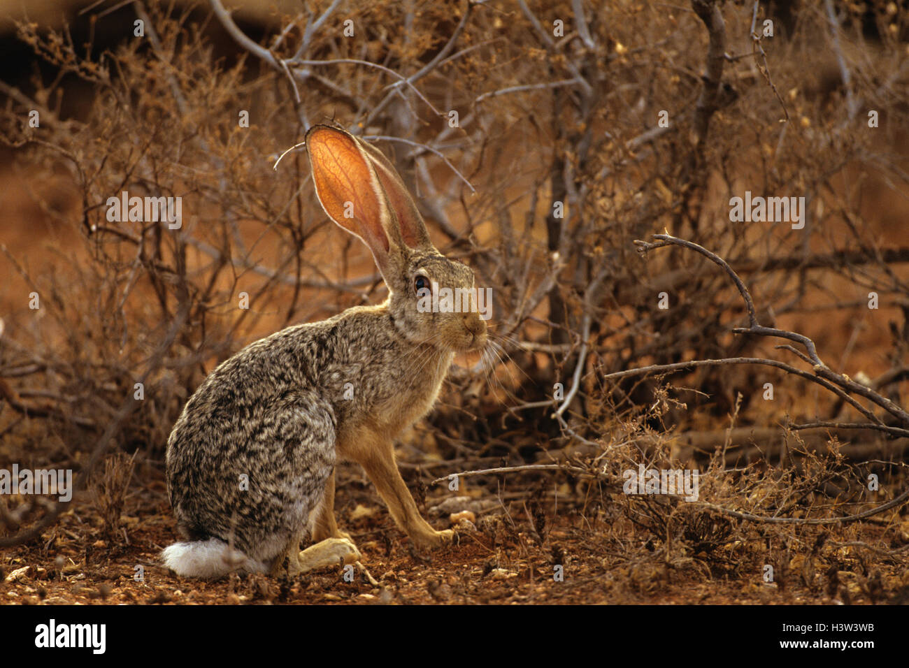 Cape hare (Lepus capensis), Masai Mara National Reserve, Kenya Stock Photo