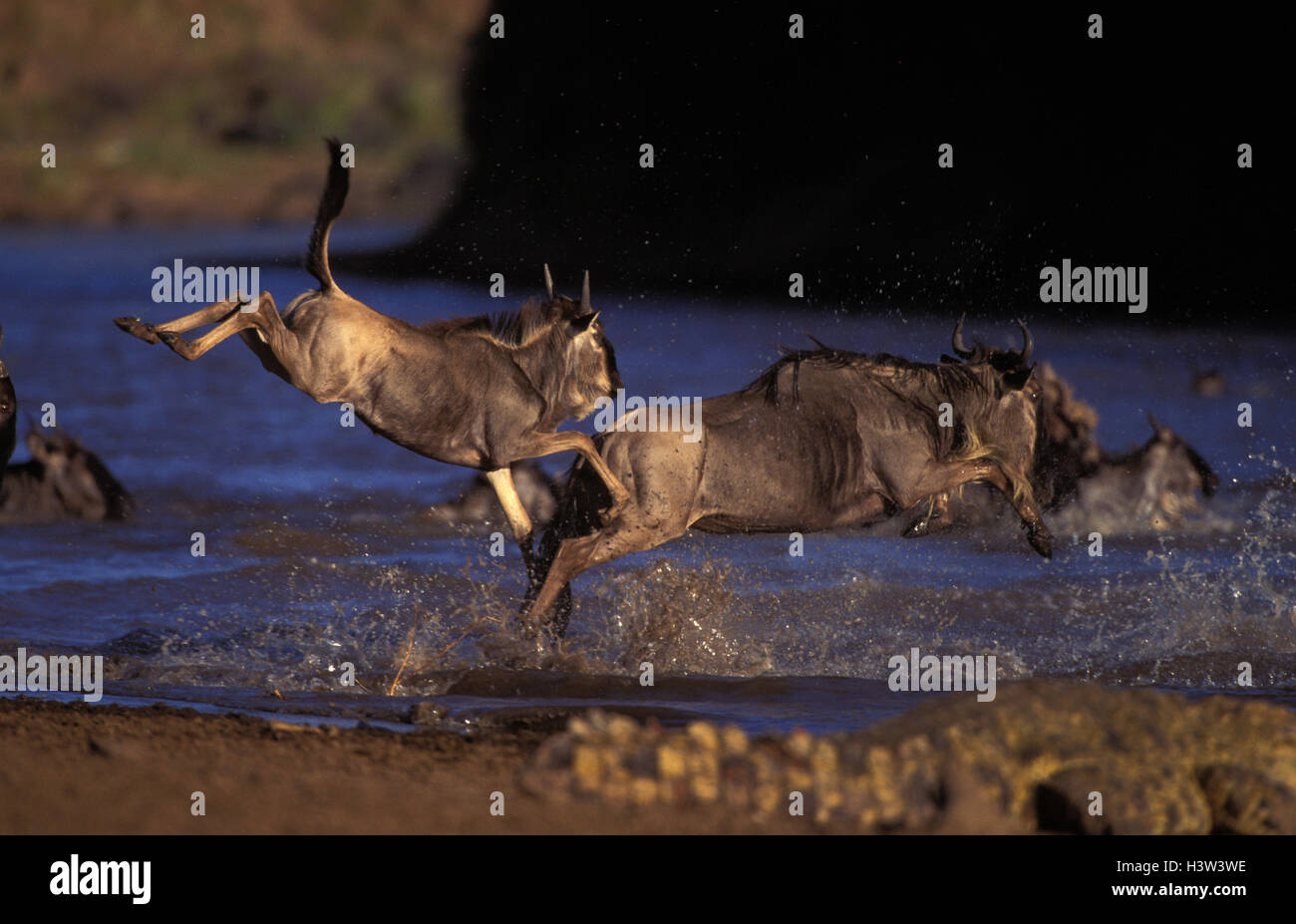 Blue wildebeest (Connochaetes taurinus), leaping into the Mara River during migration. Masai Mara National Reserve, Kenya Stock Photo