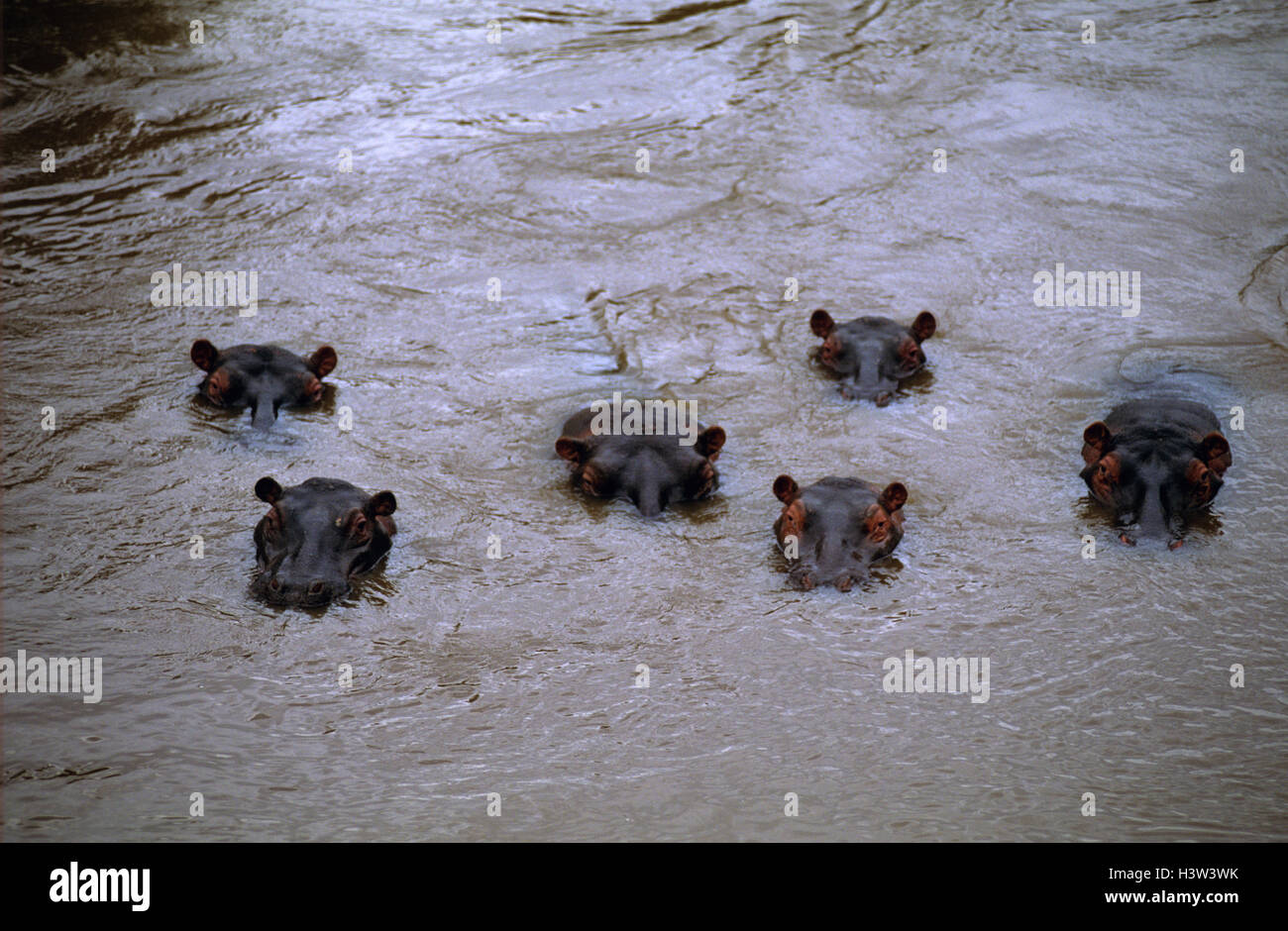 Hippopotamus (Hippopotamus amphibius), six submerged in river with heads above water. Masai Mara National Reserve, Kenya Stock Photo