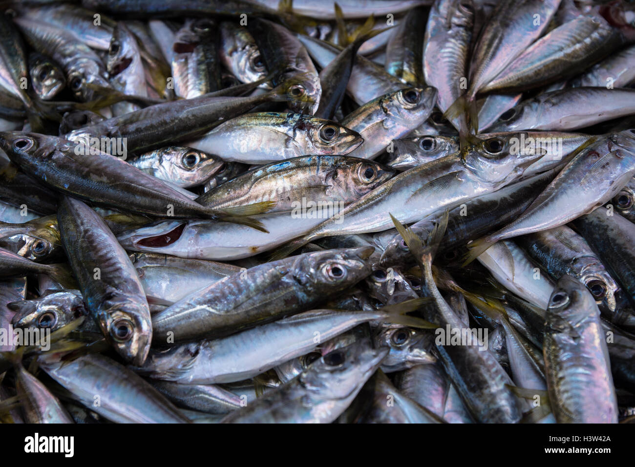 Fish istanbul hires stock photography and images Alamy