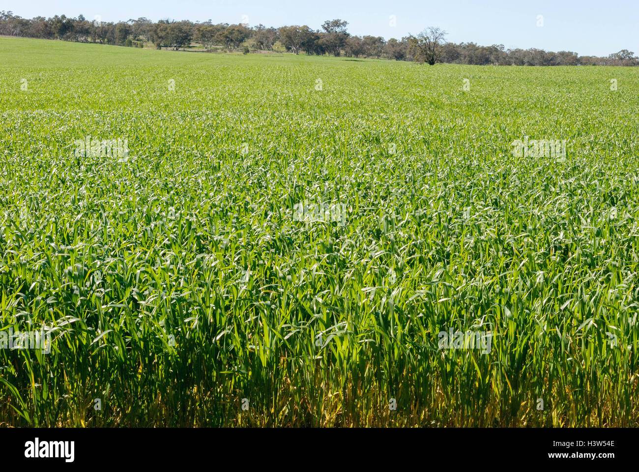 a healthy cereal crop growing on undulating paddock with trees in