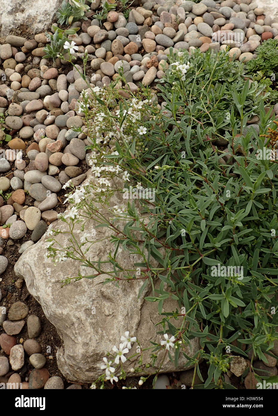 Creeping gypsophila (Gypsophila repens 'filou white') in a rockery in a bed of small pebbles Stock Photo