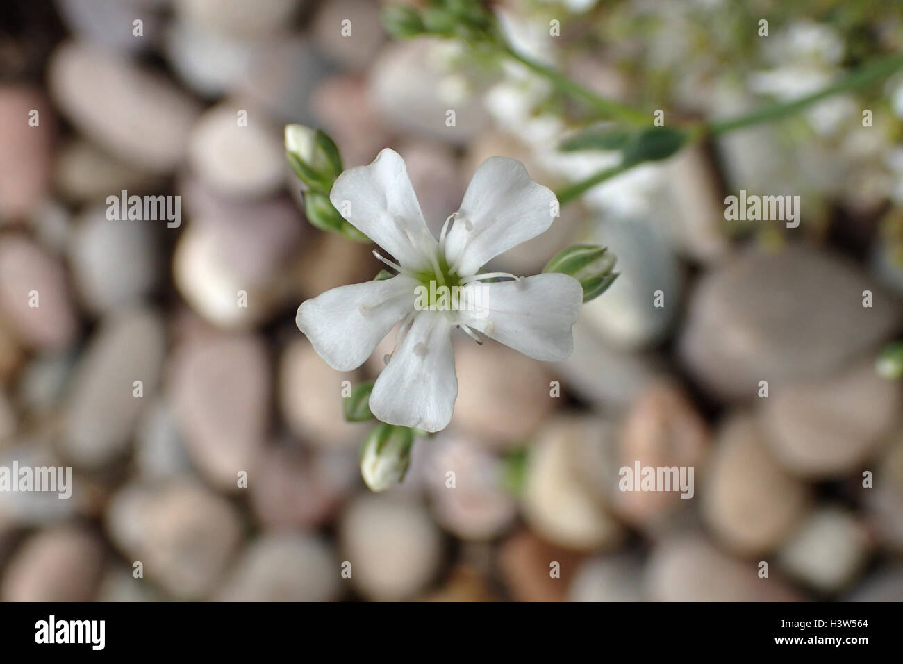 Close up of creeping gypsophila (Gypsophila repens 'filou white') flower and buds in front of blurred small pebbles Stock Photo