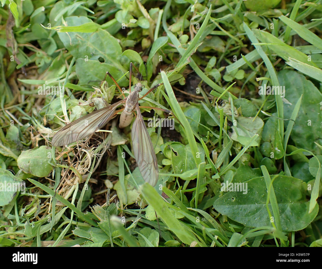 Closeup of female cranefly (Tipula oleracea) laying eggs in a lawn