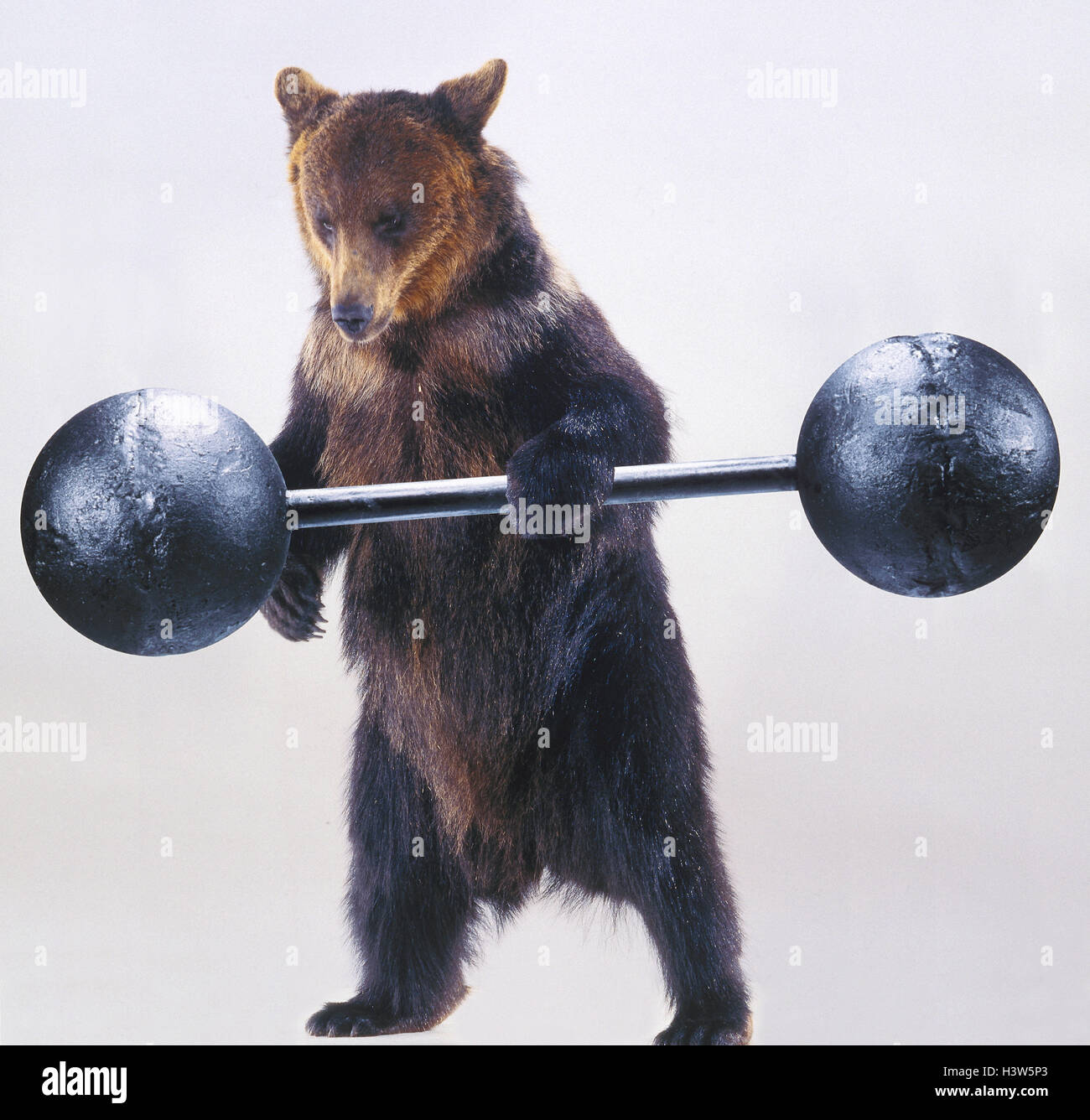 Brown bear, dumbbell, 'weightlifters' Wildtier the year 2005 mammals, mammal, predators, predator, great bear, bear, stand, lift weights, long dumbbell, lift, icon, starch, force, the strengths of a horse, strong as an ox, studio, cut out Stock Photo