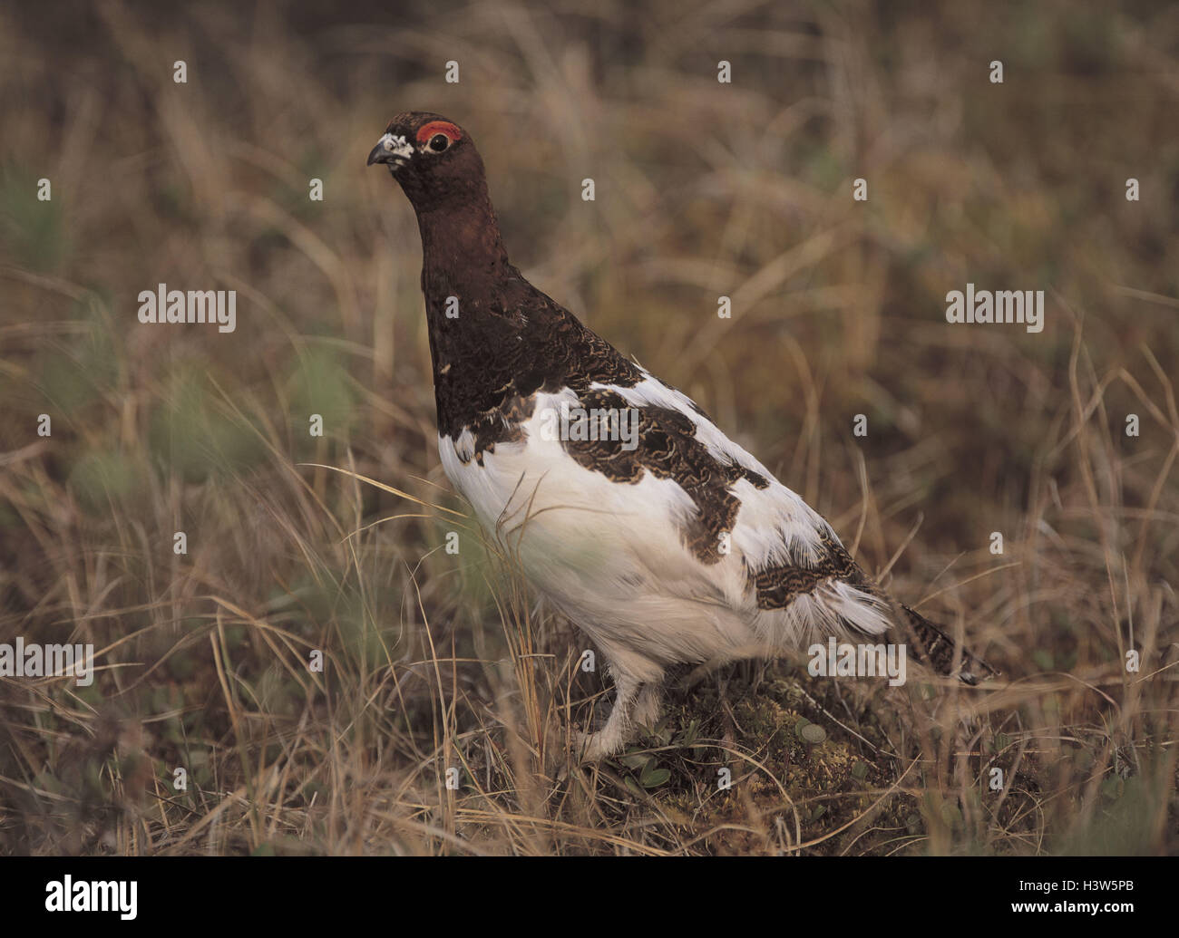 Moore's snow tap, Lagopus lagopus, meadow, stand animal, animals, grouse, bird, birds, chicken, poultry, ptarmigan, ptarmigans, Lagopus, Rau's foot poultry, wild animal, wild animals, gallinaceous birds, gallinaceous bird, Galli, Galliformes, animal world Stock Photo