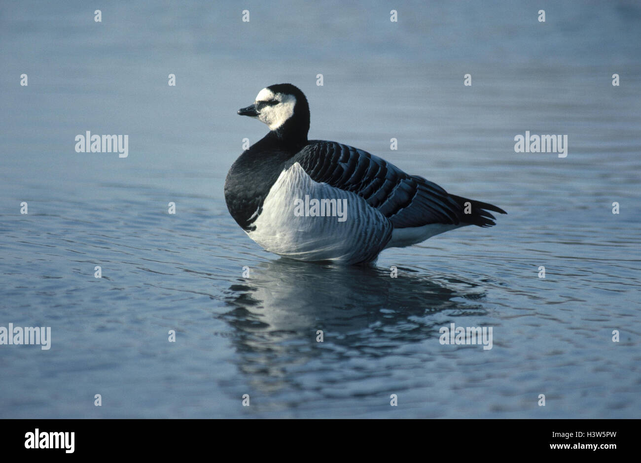 Nun's goose, Branta leucopsis, water animals, animal, birds, bird ...