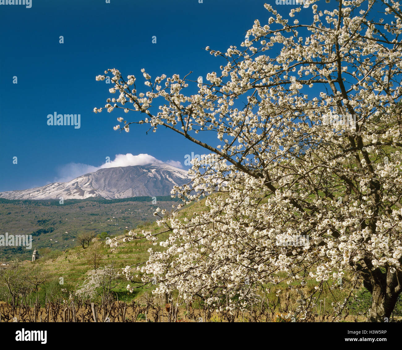 Italy, Sicily, Etna, fruit blossom, Europe, Southern Europe, Süditalien, volcano, the biggest active volcano of Europe, 3323 metres, island, scenery, spring, spring scenery, blossoming of a tree, nature, viticulture, annex, fruit blossoms, white, mountain, volcano, actively Stock Photo