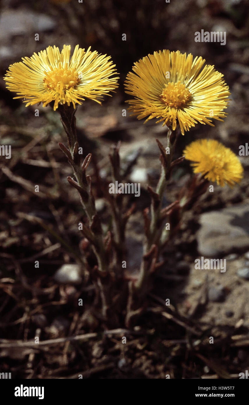 Medicinal plants, coltsfoot, Tussilago farfara medicinal plants, herbs, medicament plants, plant, nature drug, plant, herbs, flower Stock Photo