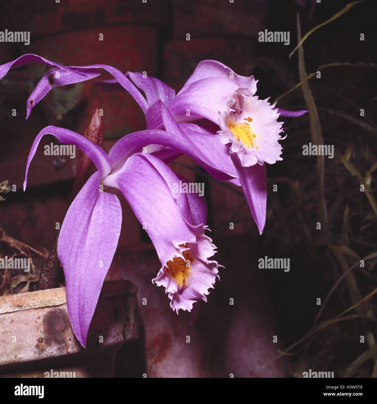 Orchid, Pleione praecox, blossom, pink, close up, nature, botany, flora, plants, flowers, orchids, tropical orchids, exotic plants, Pleione, Orchidacea, orchid genus, orchid plants, blossoms, two, blossom, orchid blossom, Stock Photo