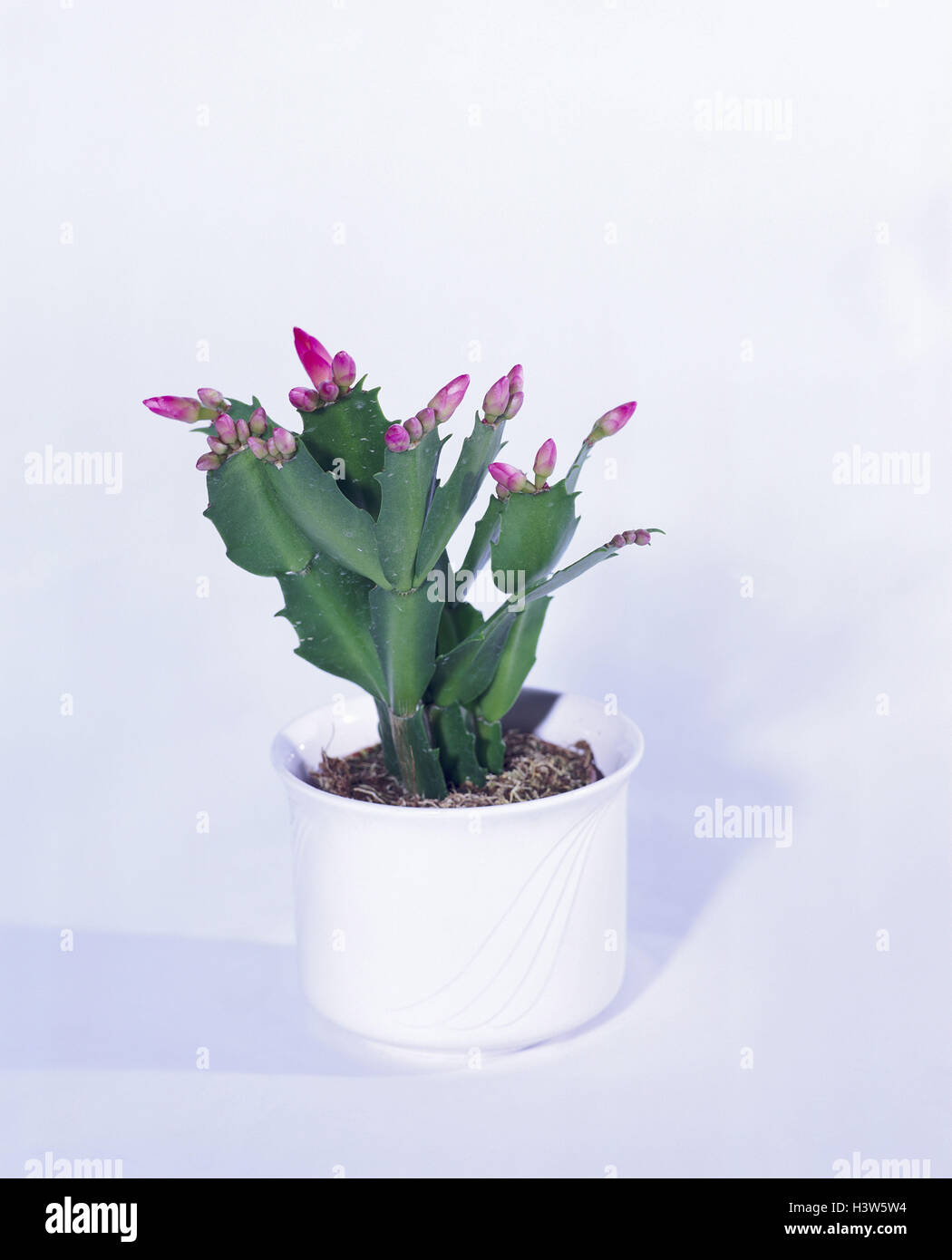 Christmas cactus, Zygocactus truncatus Easter cactus, Schlumbergera hybrid, indoor plant, potted plant, plant, indoor plants, product photography, studio Stock Photo