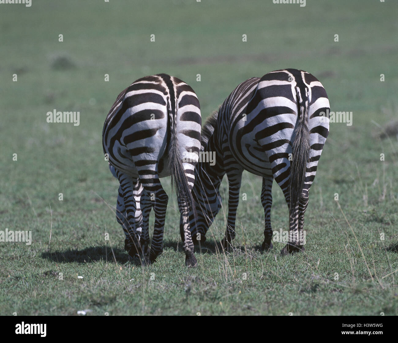 Böhm-steppe zebras, Equus quagga boehmi, back view, Africa, mammals, wild animals, uncloven-hoofed animals, Equidae, steppe zebras, zebras, two, black-and-white, touched, put out to pasture, graze, meadow, outside Stock Photo