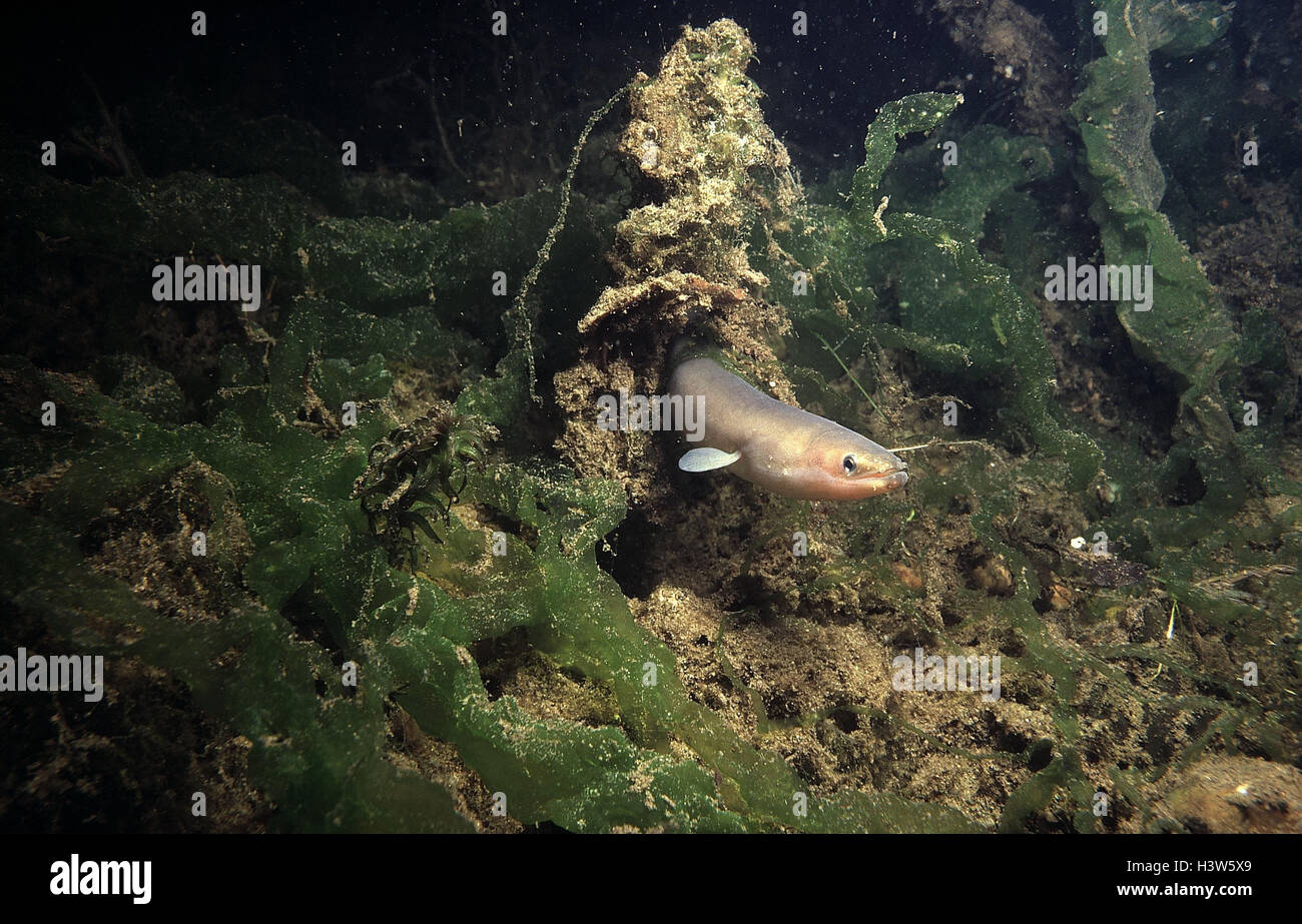 Eel, Anguilla Anguilla, mud pit, animal, animals, fish, fish, freshwater eel, eel, eels, real eels, eel fish, Anguillidae, osseous fish, European eels, pit, underwater recording, river, brook Stock Photo