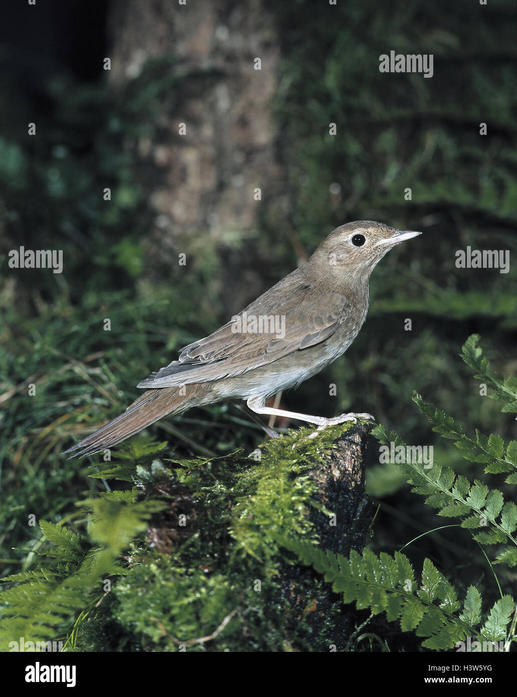 Wood Bird Sprosser Luscinia Luscinia Animals Animal Animal World Birds Bird Songbird Songbirds Throttles Nightingales Side View Stock Photo Alamy Wood Bird Sprosser Luscinia Luscinia Animals Animal Animal World Birds Bird Songbird Songbirds Throttles Nightingales Side View Stock Photo Alamy