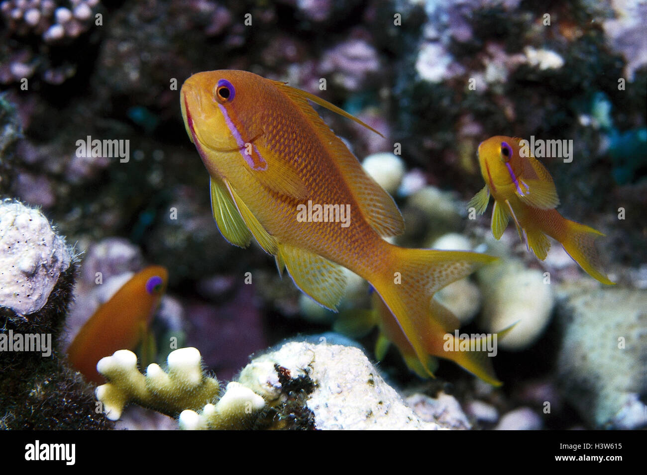 The Red Sea, underwater recording, jewels-flag perches, Pseudanthias squamipinnis under water, fish, fish, tropical fish, flag perches, saw perches, Lyretail Fairy Basslet Stock Photo