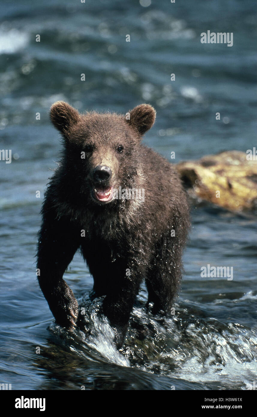 Alaska, river, brown bear, young, Ursus arctos wild animal 2005 bear, young animal, water, waters, fluently, Stock Photo