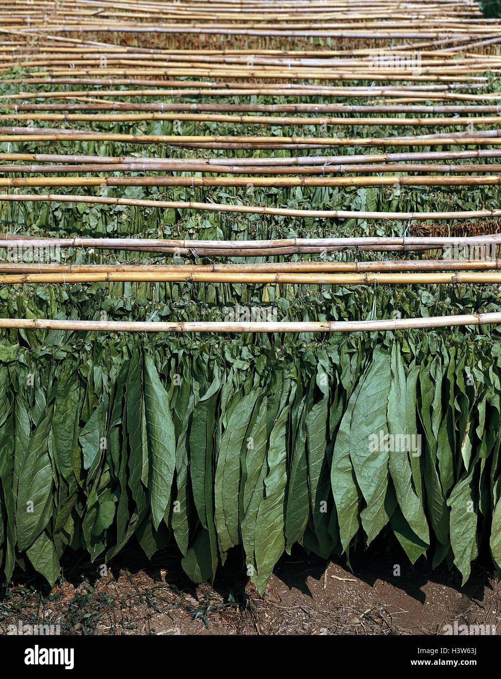 how to harvest and dry tobacco leaves Virginia leaf care drying Greece, tobacco harvest, tobacco leaves,