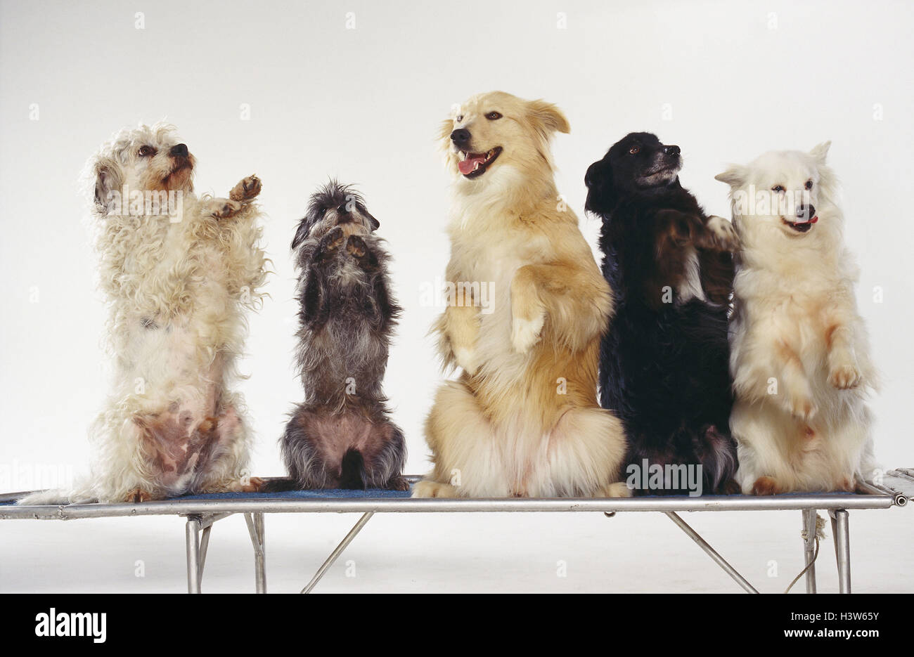 Dogs, five, 'little man make' mammals, doggy, Canidae, pet, hybrids, hybrid dogs, different, raised, sit, there beg, studio, cut outs Stock Photo