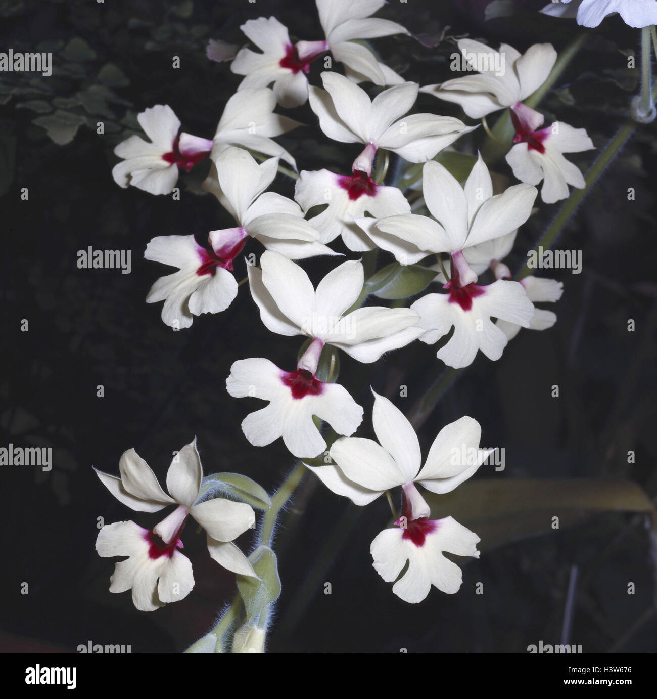 Orchid, Calanthe vestita, blossoms, close up, nature, botany, flora, plants, flowers, orchids, tropical orchids, tropical plants, Orchis, orchis plants, Orchidaceae, blossom, white-red, Frühlingsblüher, orchid blossoms, Stock Photo