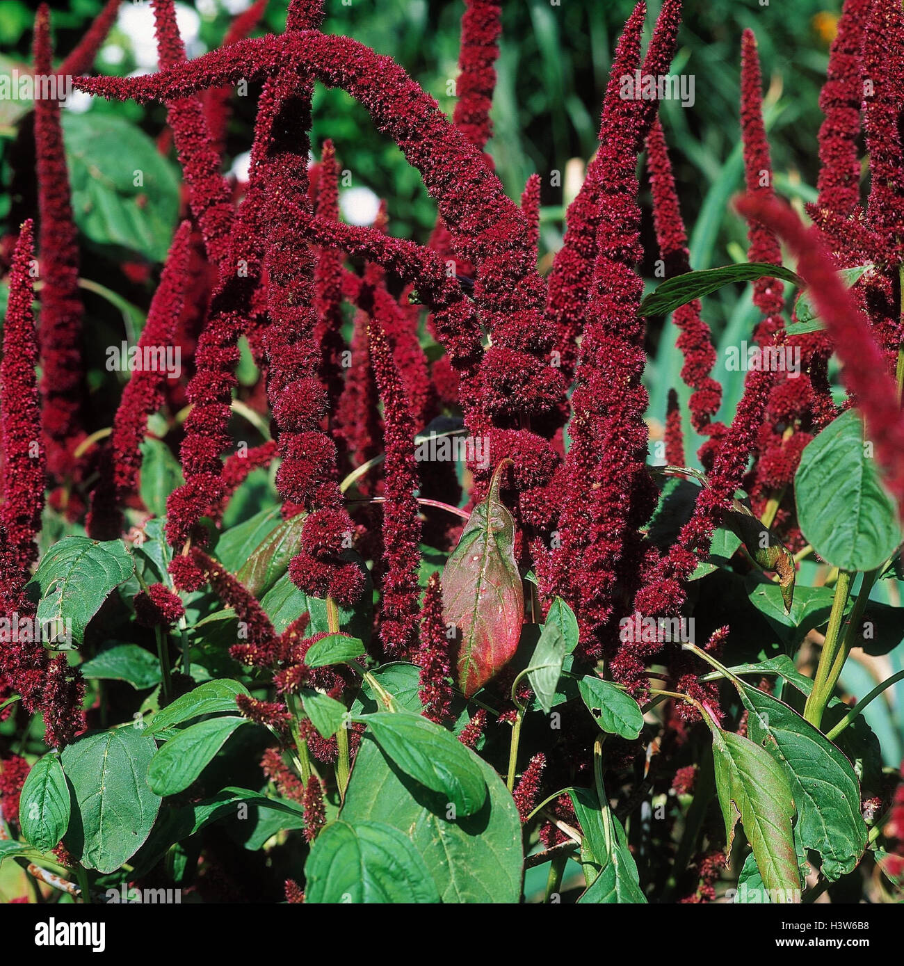Aztec's grain, tumbleweed, Amaranthus, violet, tumbleweed plant, panel saw, Stock Photo