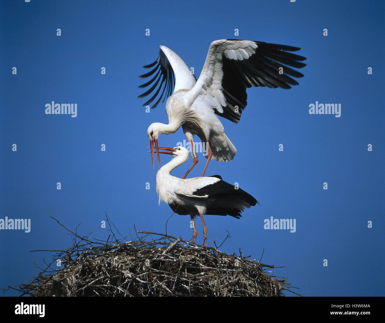 White storks, Ciconia ciconia, mating animals, birds, storks, stork, Ciconiidae, Horst, nest, nesting place, Stelzvögel, storks, white stork, reproduction, little man, female, Storchenpaar, courtship displays Stock Photo