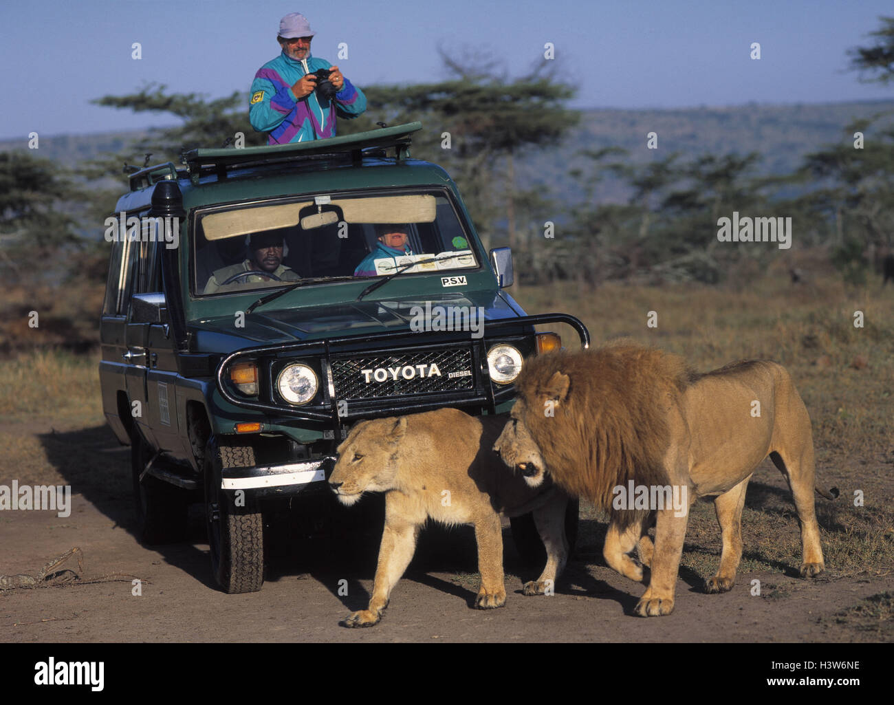Africa, safari, sport utility vehicle, lion, Panthera leo, couple, cross adventure, vacation, lion, street, cross, adventure vacation, animal observation, observe, photo safari Stock Photo