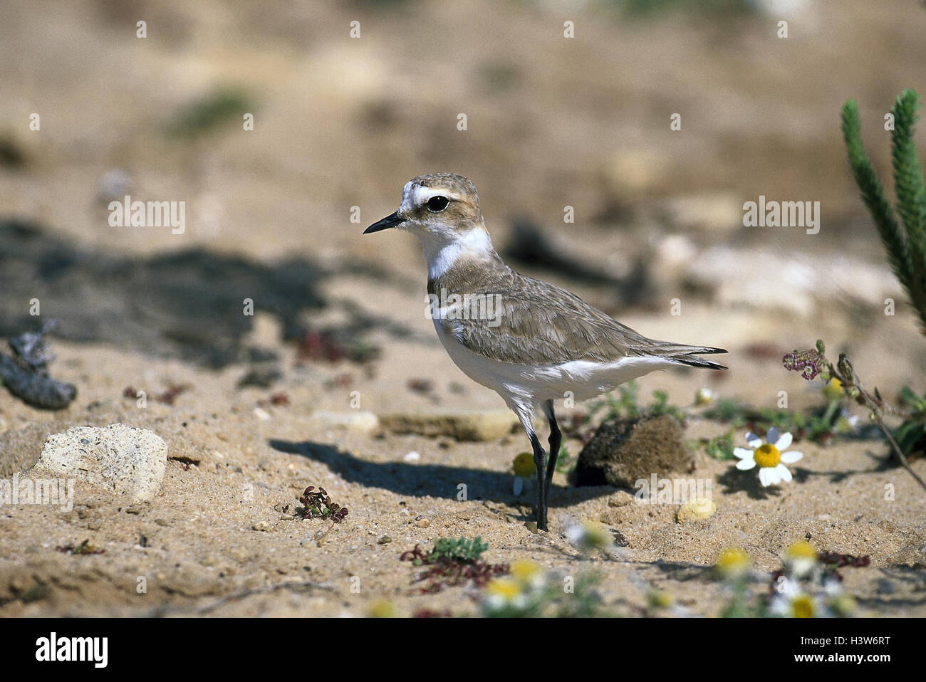 Sea rain piper, Charadrius alexandrinus, animals, animal, wild animals ...