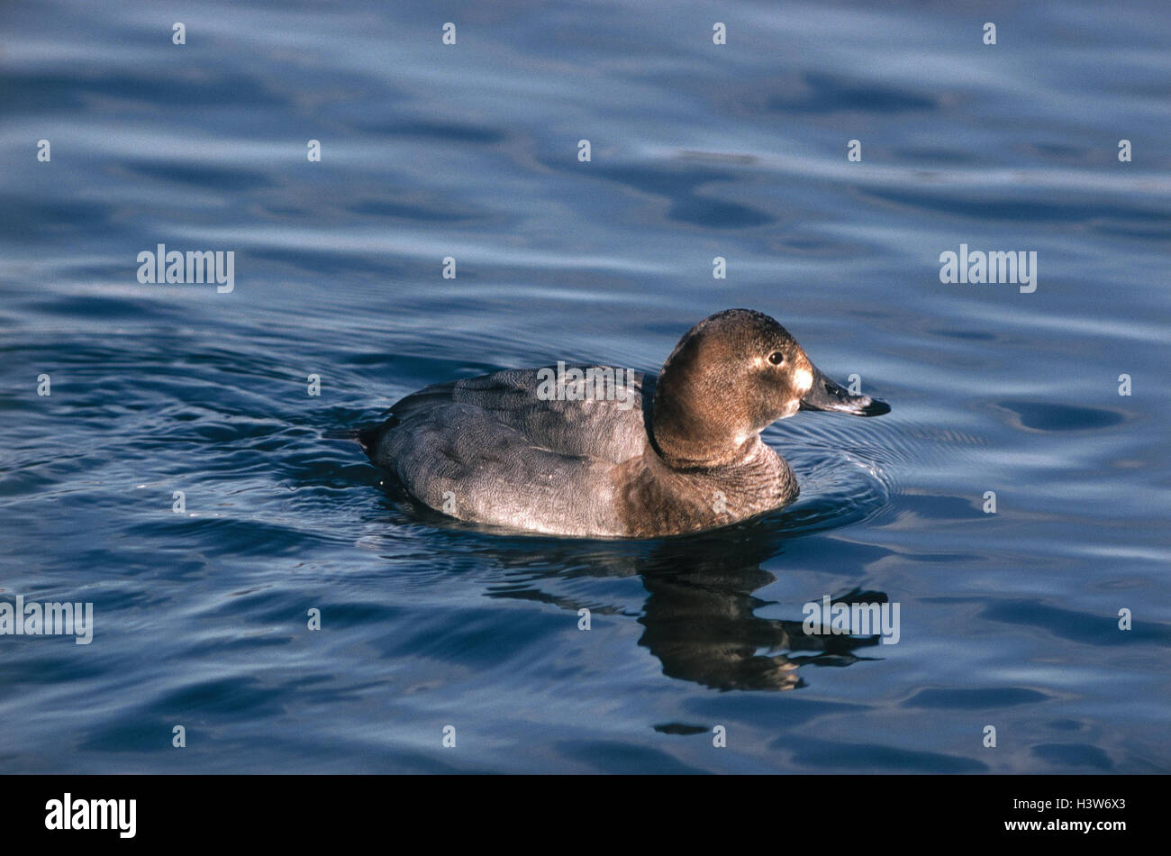 Lake, notice board duck, Aythya ferina animals, animal, birds, bird, birds passage, bird passage, goose's birds, Anseriformes, anatids, Anatidae, diving ducks, Aythyini, little men, Common Porchard, swim, waters Stock Photo