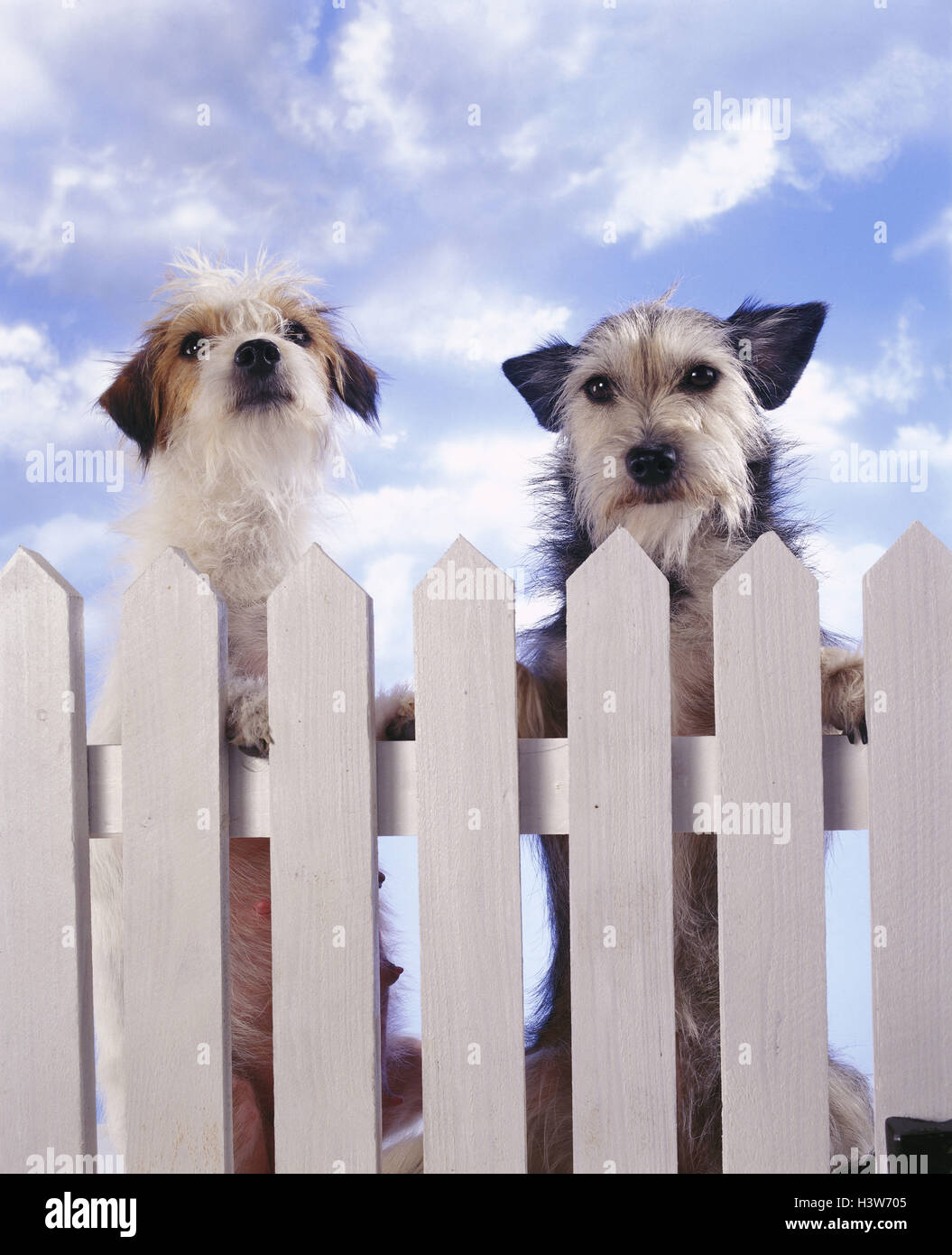 Dogs, garden fence, [M], mammals, Canidae, pets, hybrid dogs, hybrids, two, raise, fence, cloudy sky, near Stock Photo
