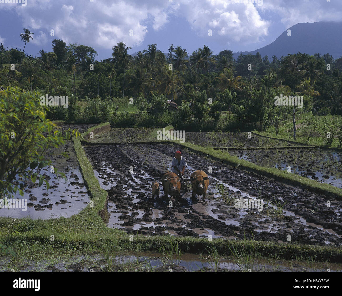 Indonesia, island Bali, close Candi Dasa, travel field, farmer, plough, small Sundainseln, economy, agriculture, travel, pawn, man, travel pawn, work, dig up, growing travel, terrace field construction, travel terraces, wet growing travel, plough, cattles Stock Photo