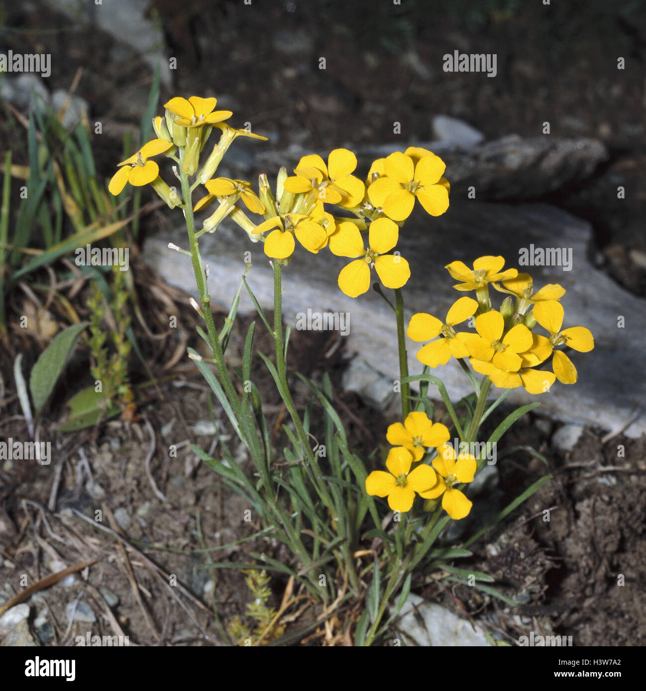 Schoterich hires stock photography and images Alamy
