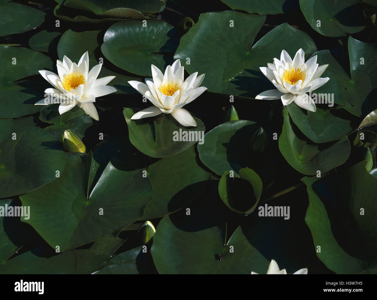 White water lilies, Nymphaea alb L nature, botany, plants, water plants, Nymphaea, Nymphaeaceae, water lily plants, water lilies, three, blossoms, blossom, white, water lily leaves, water lily pond, close up Stock Photo