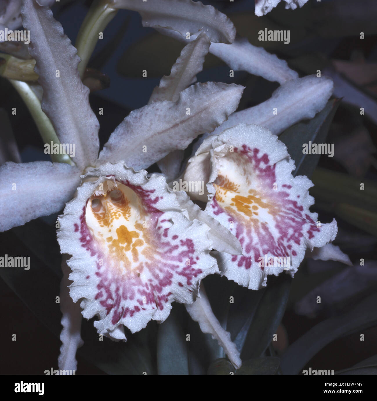 Orchid, Trichopilia fragrans, blossom, close up, nature, botany, flora, plants, flowers, orchids, tropical orchids, tropical plants, Orchis, orchis plants, Orchidaceae, blossom, orchid blossoms, two Stock Photo
