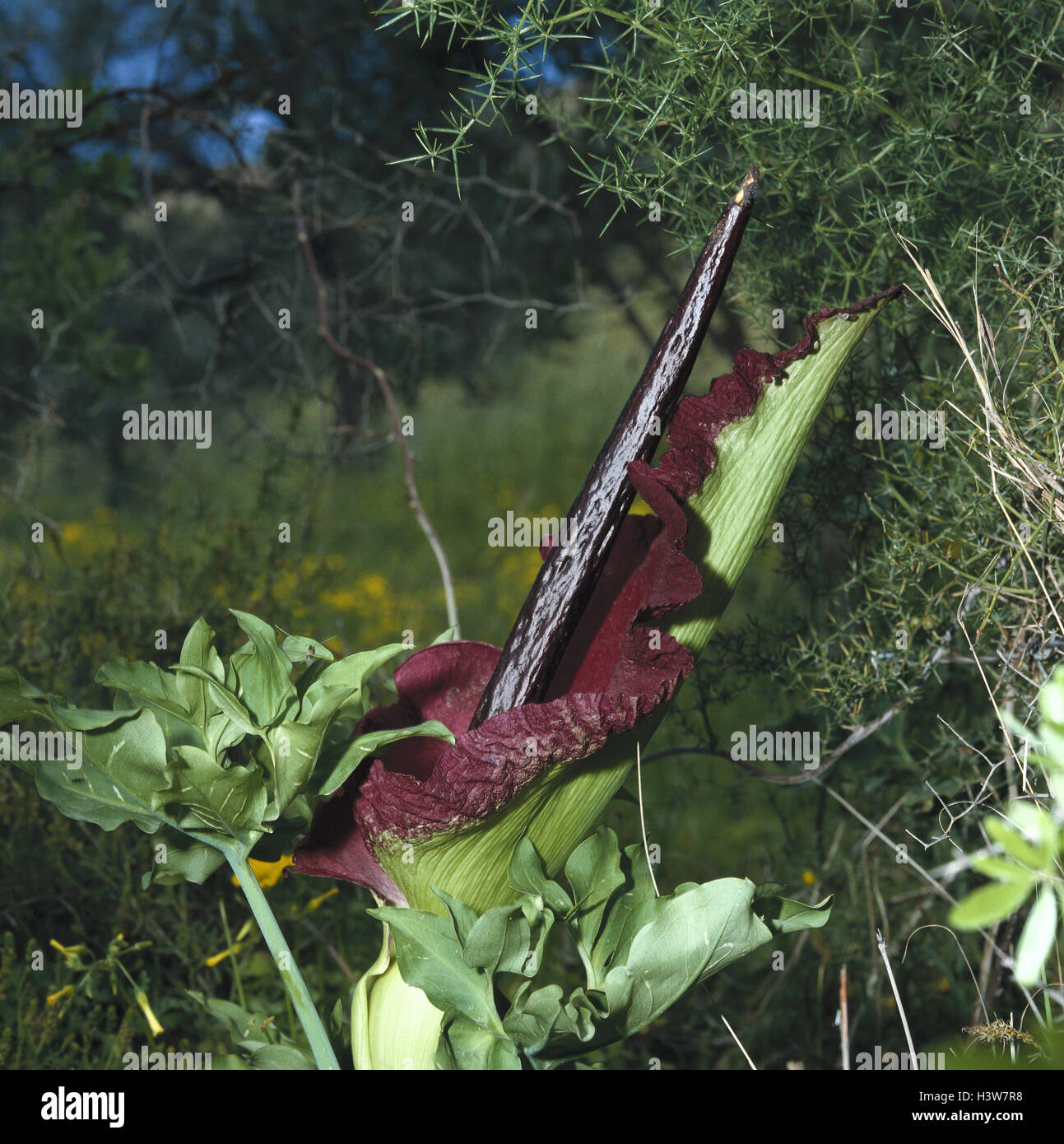 Dracunculus vulgaris plant hires stock photography and images Alamy
