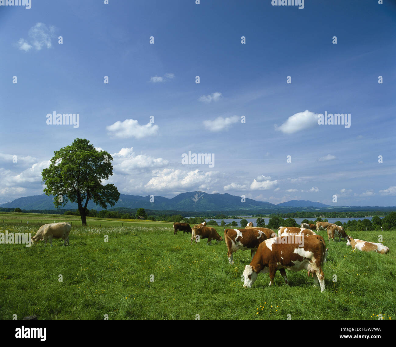 Ruminant hires stock photography and images Alamy