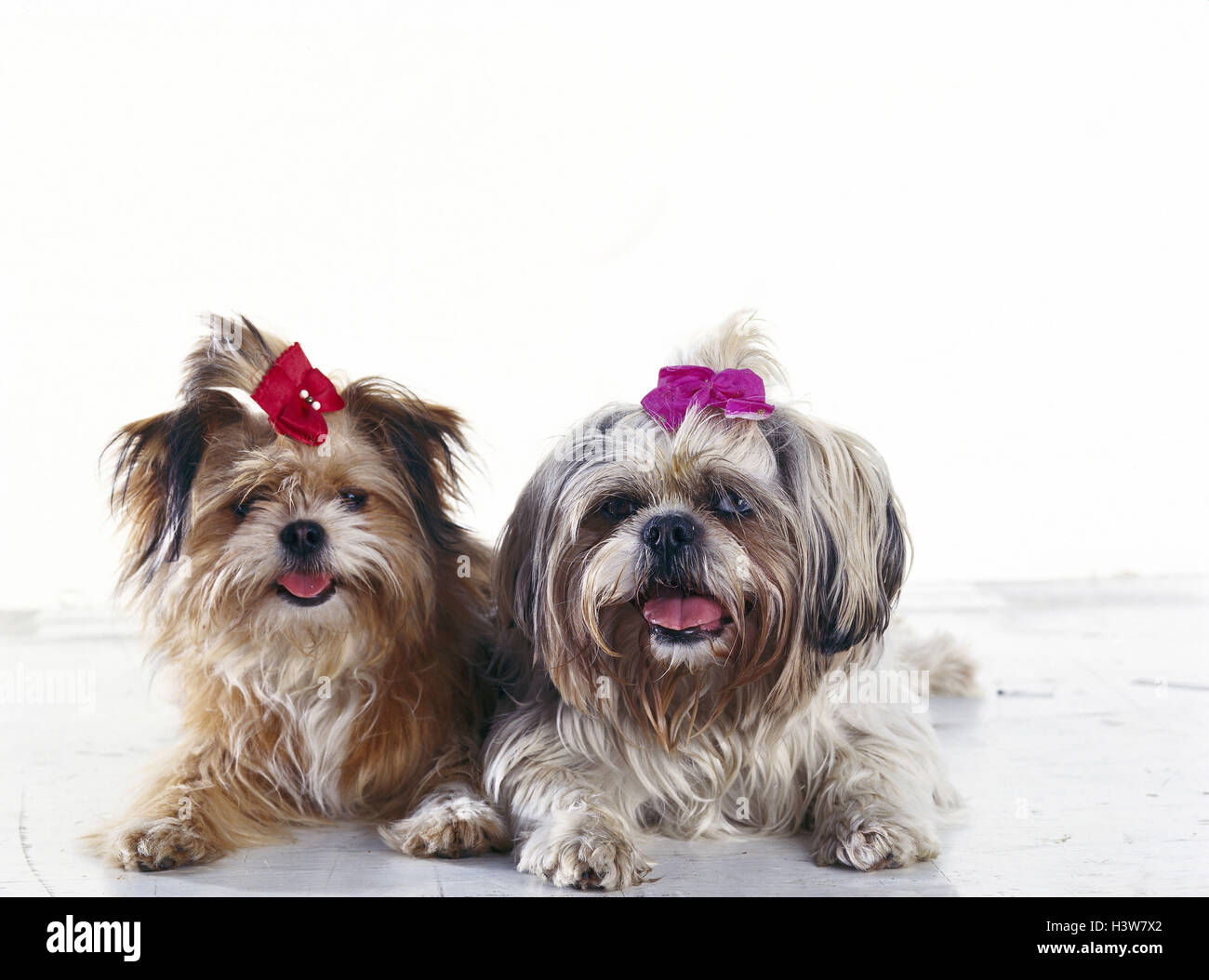 Shih Tzu Slides Shih Tzu Slides